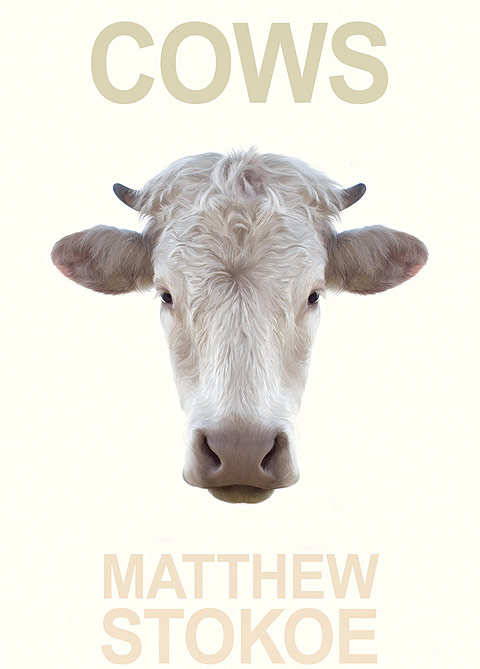 Cows-matthew-stokoe