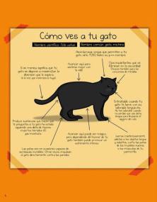gato planea matarte