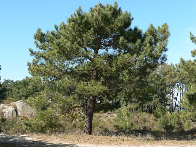 bPinus pinasterP1080925